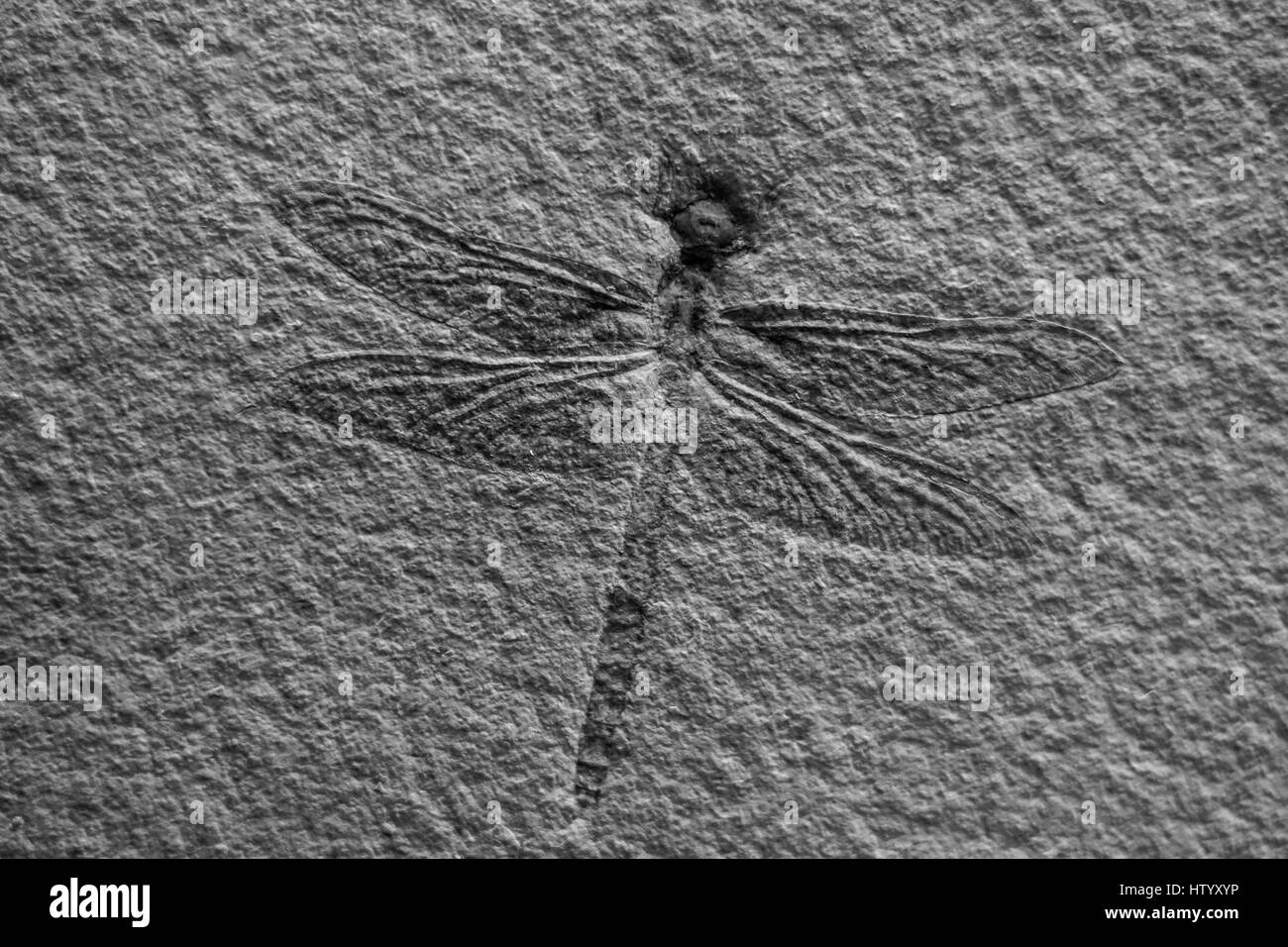 Dragonfly fossil hi-res stock photography and images - Alamy