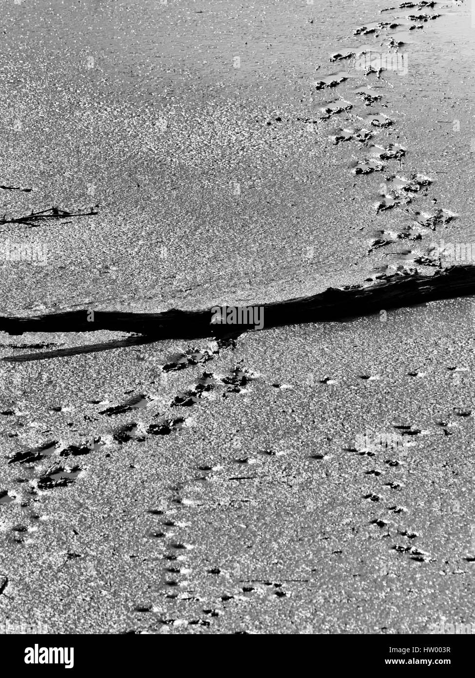 Bird footprints at low tide at BNWR Stock Photo