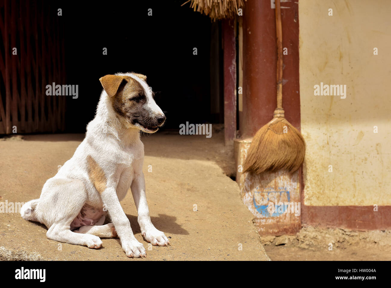 Young cute puppy dog  sat on concrete pathway to door outside on a sunny day. Stock Photo
