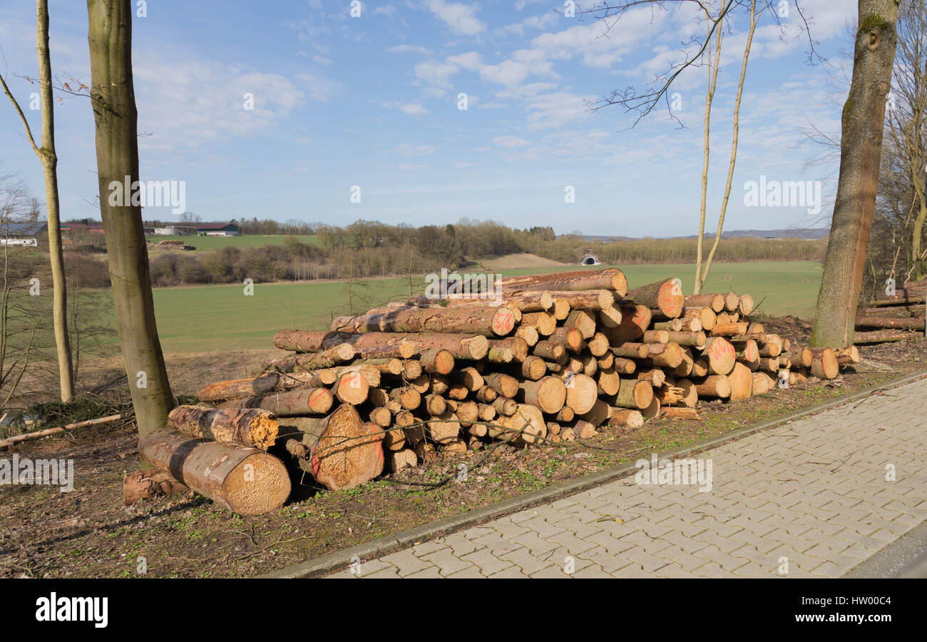 Freshly cut tree logs piled up beside the road Stock Photo