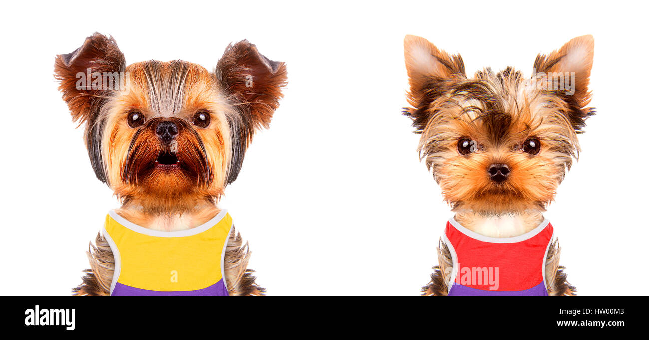 Funny dogs wearing tshirt, hat and sunglasses. Party and celebration