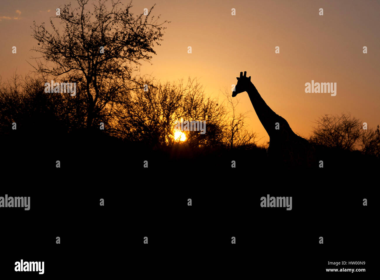 A Giraffe is silhouetted in an African Sunset Stock Photo