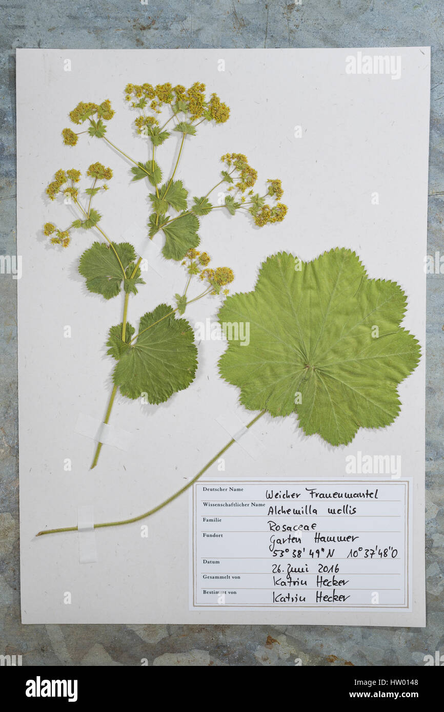 Fertige Herbarbogen, Herbarbögen. Weicher Frauenmantel, Alchemilla mollis. Botanik, Botanisieren, botany, Herbar, herbaria, Herbarien, herbarisieren,  Stock Photo