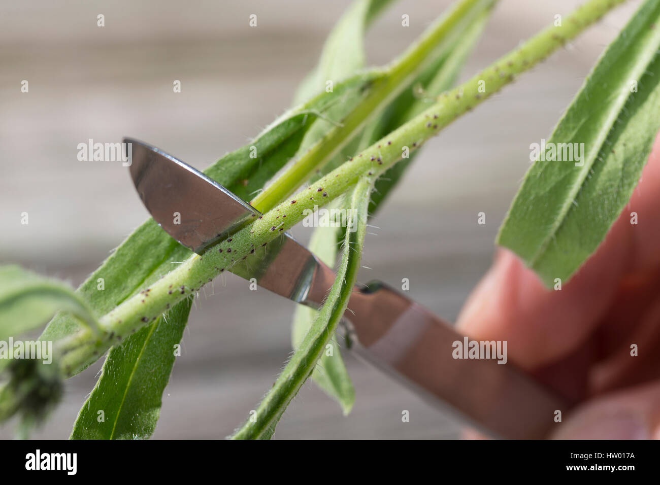 Pflanzen aufschneiden, dickere Pflanzenteile werden aufgeschnitten, um besser gepresst werden zu können, Stengel, Stängel vom Natternkopf wird mit Ska Stock Photo