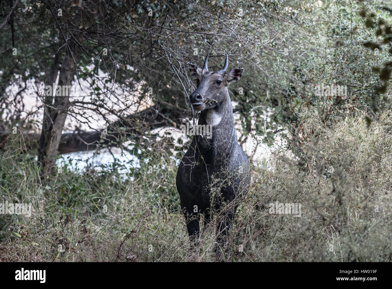 Male Nilgai chewing leaves at Ranthambore Forest Stock Photo