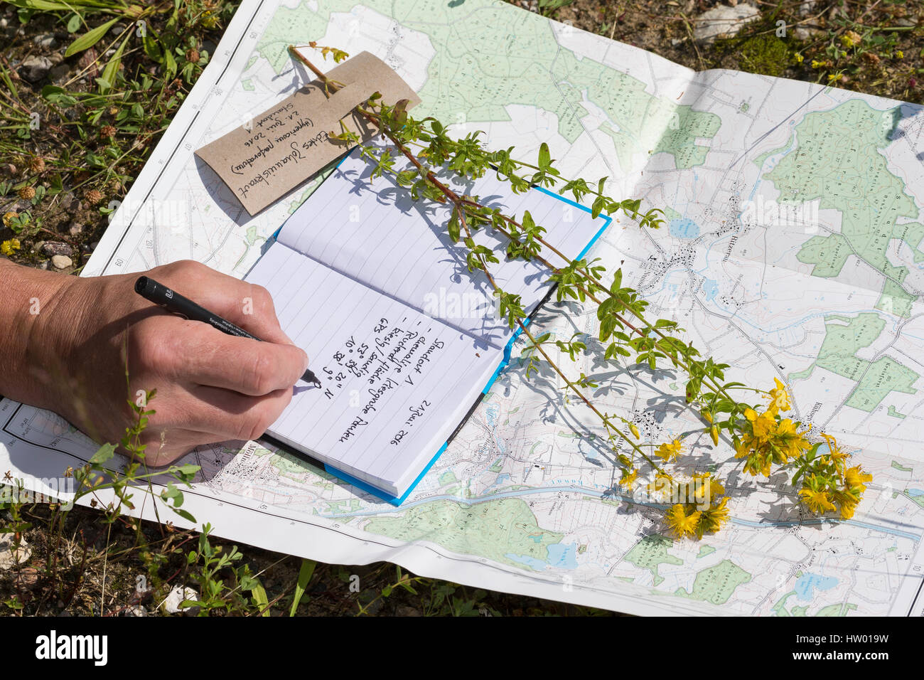 Daten werden notiert, Sammeldaten, Standort, Topografische Karte, Notizblock, Pflanzen sammeln, Pflanzen bestimmen. Botanik, Botanisieren, botany, Her Stock Photo