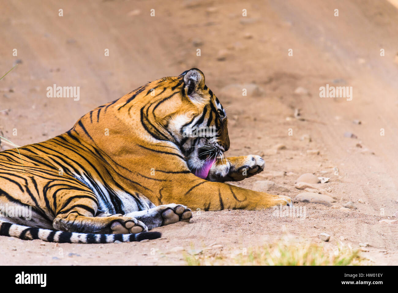 Royal Bengal Tiger & Tigress with cubs Stock Photo
