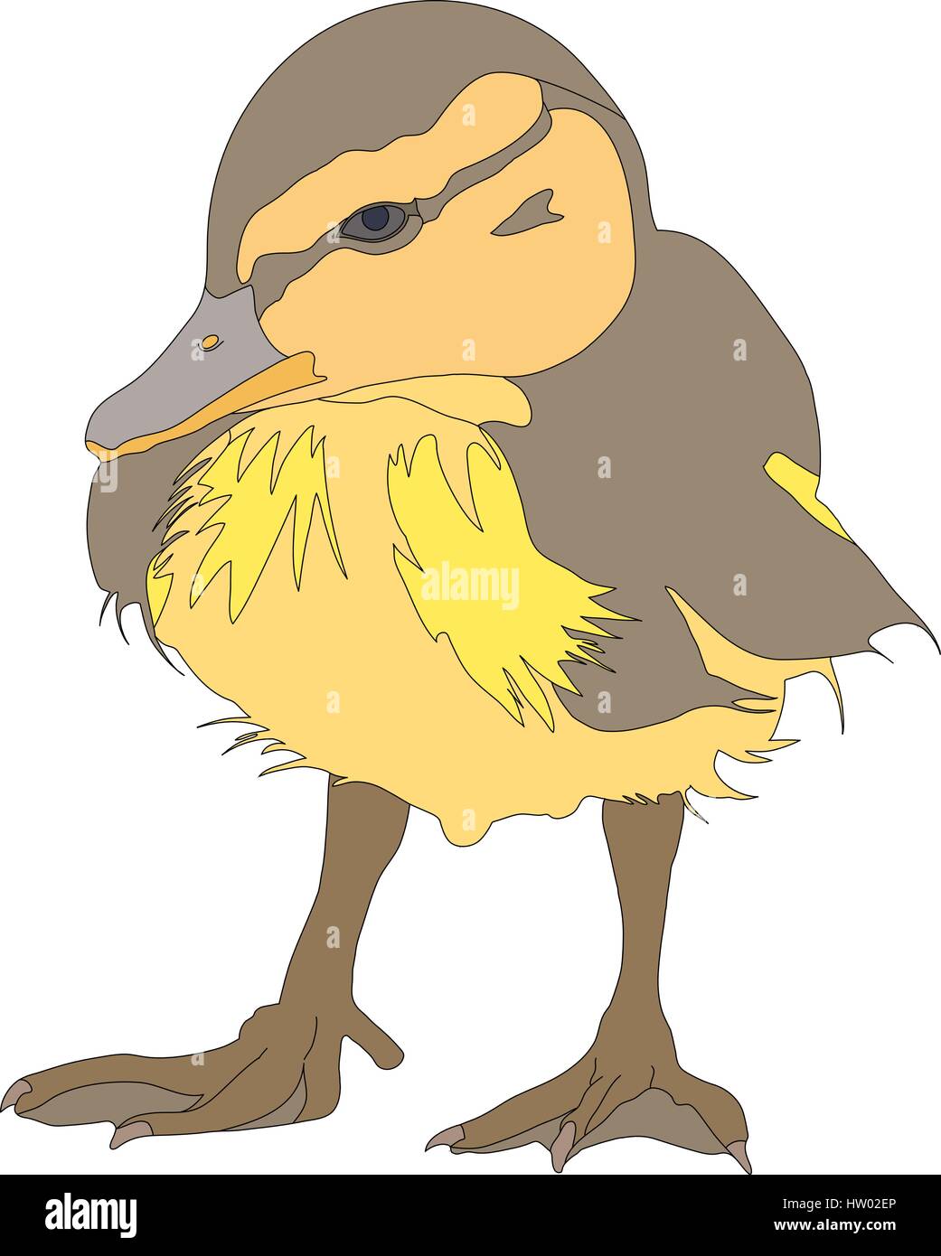 Portrait of a very cute and funny common mallard duck chicken Stock Vector