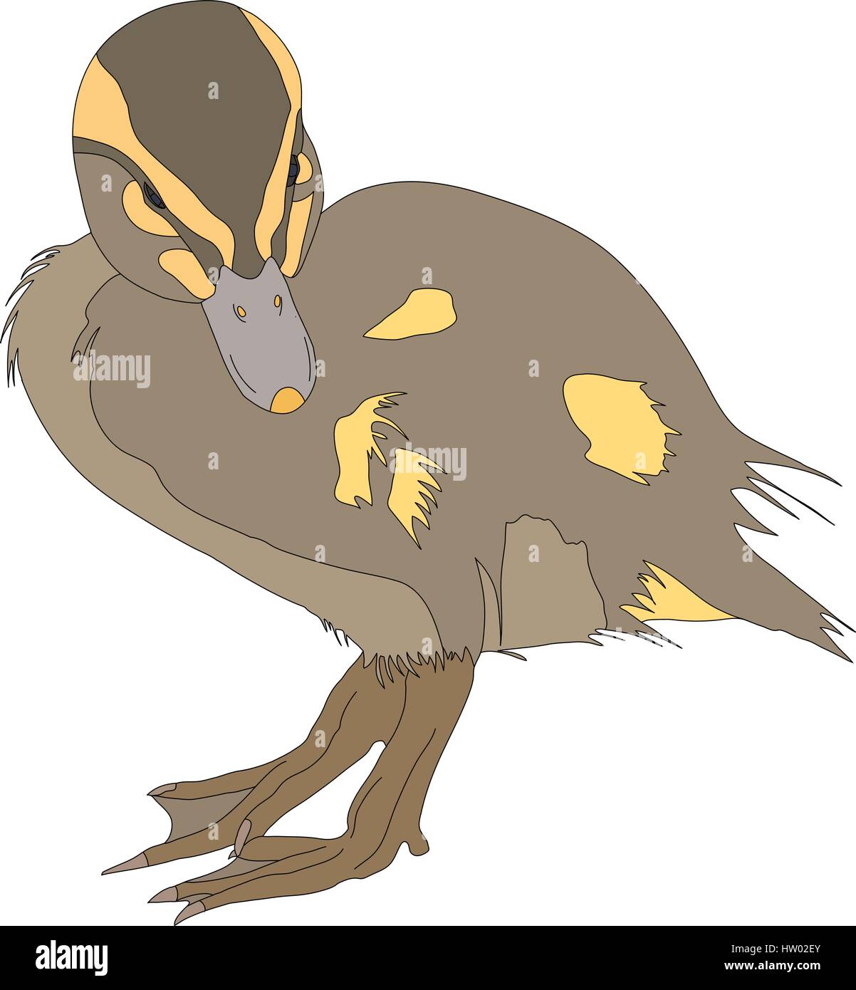 Portrait of a very cute and funny common mallard duck chicken Stock Vector