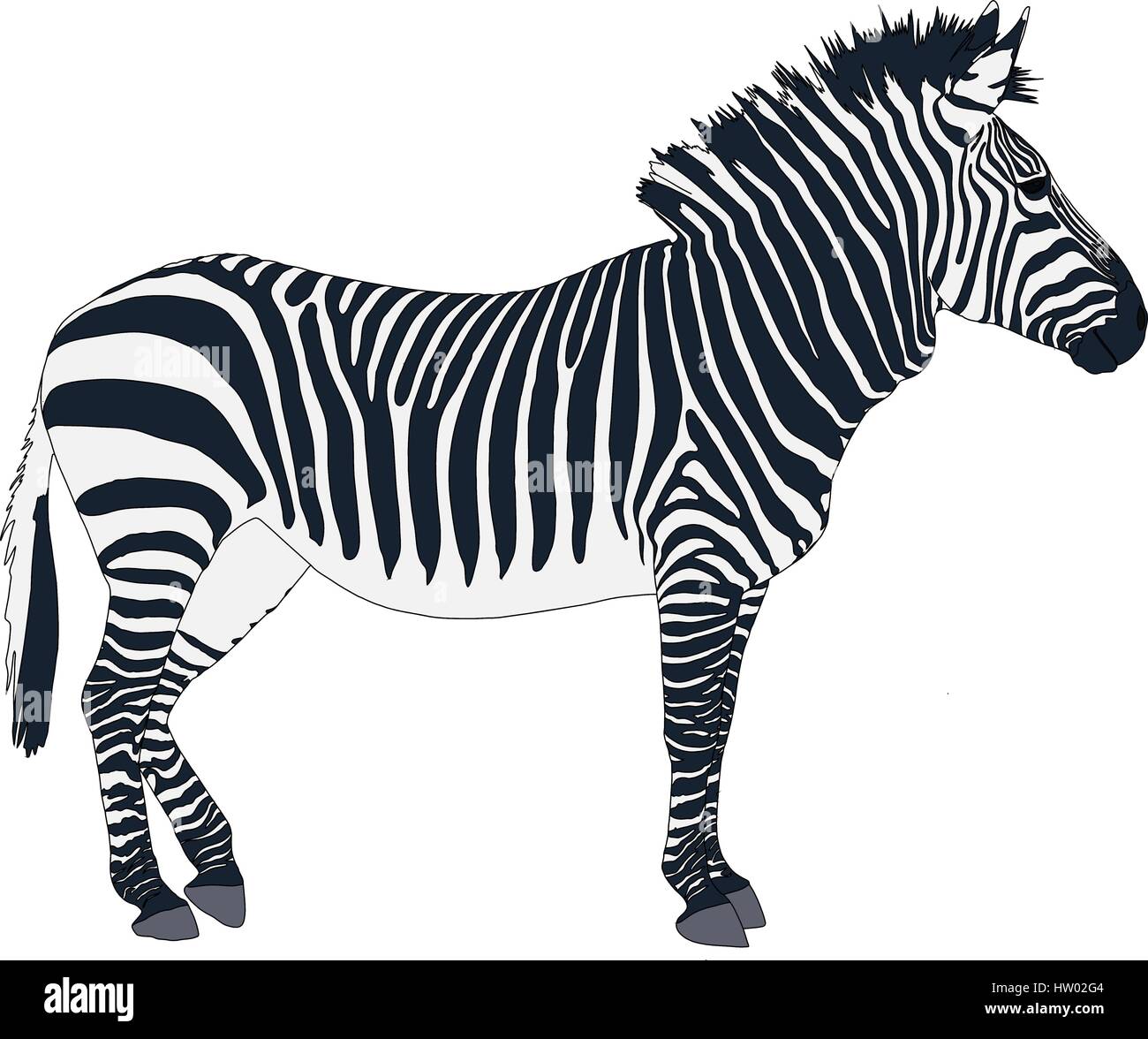 Portrait of a Zebra Stock Vector Image & Art - Alamy