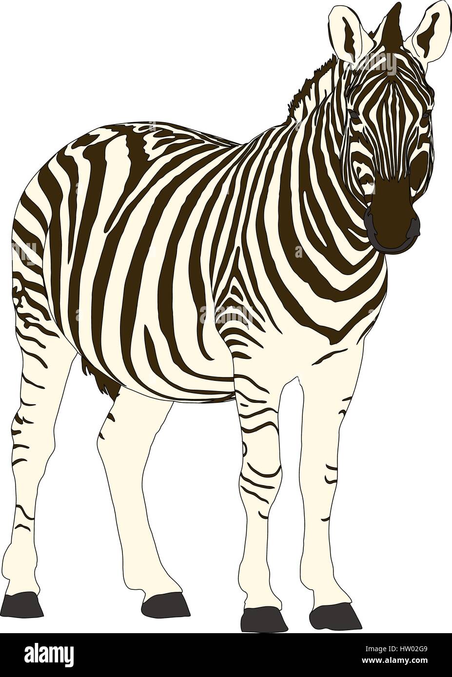 Zebra namibia Stock Vector Images - Alamy