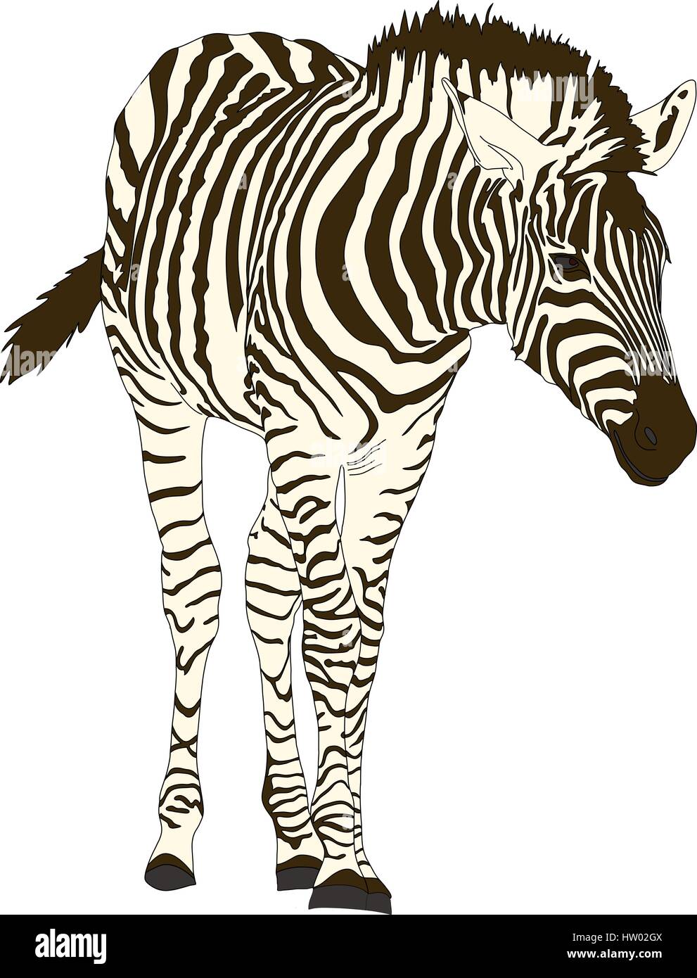 Zebra namibia Stock Vector Images Alamy