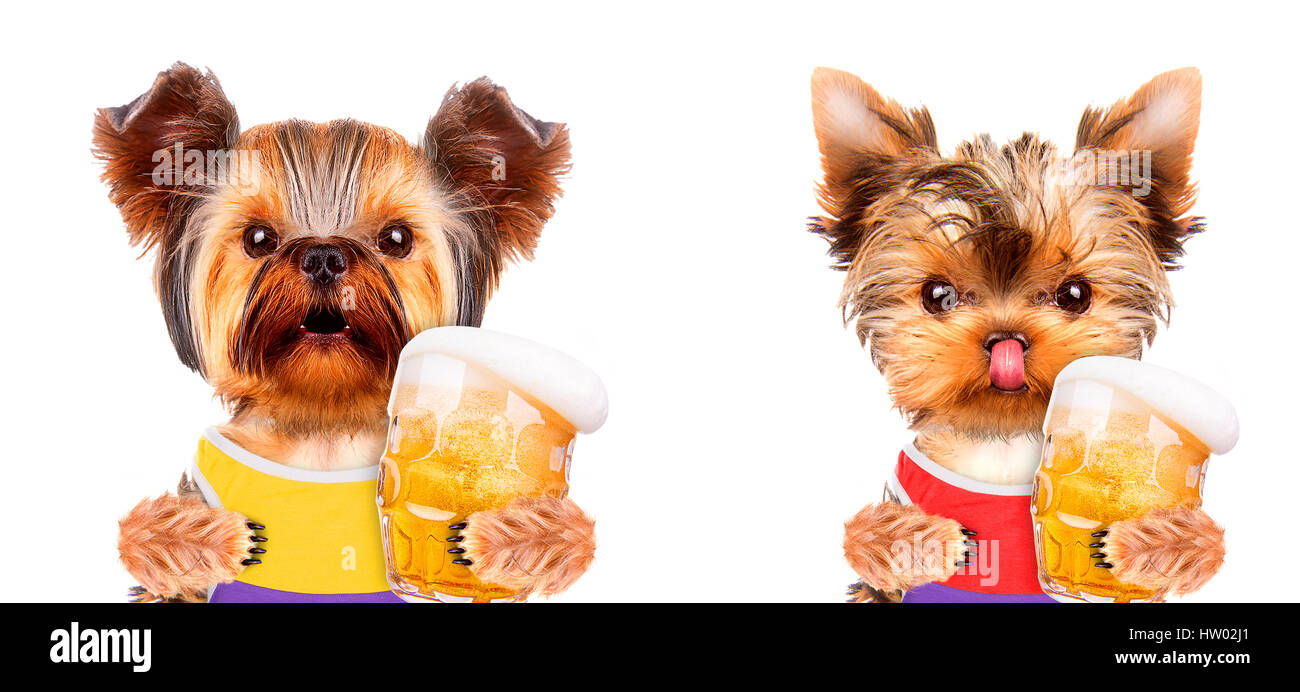 Funny dogs holding glass of beer Stock Photo Alamy