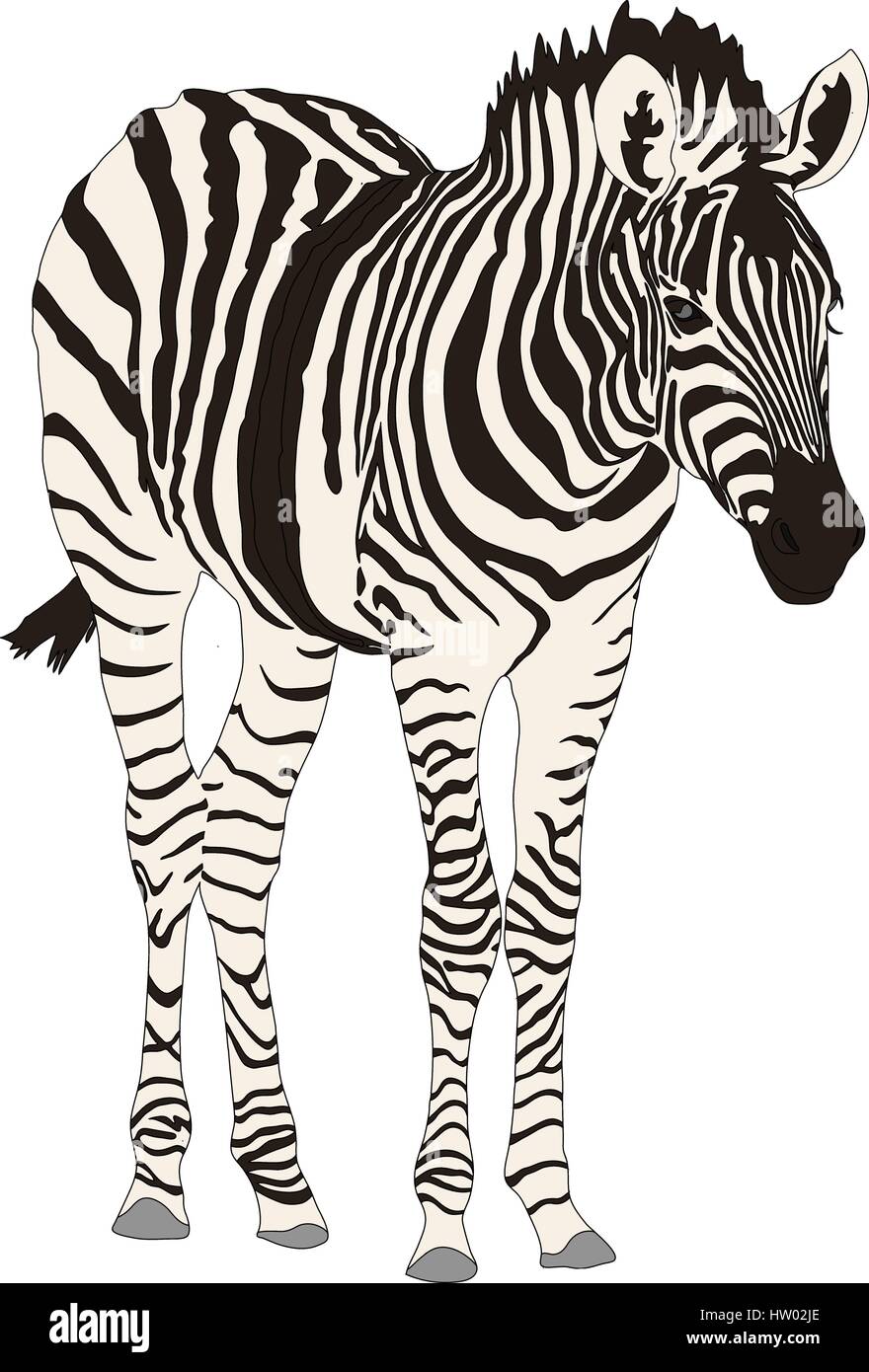 Zebra namibia Stock Vector Images - Alamy