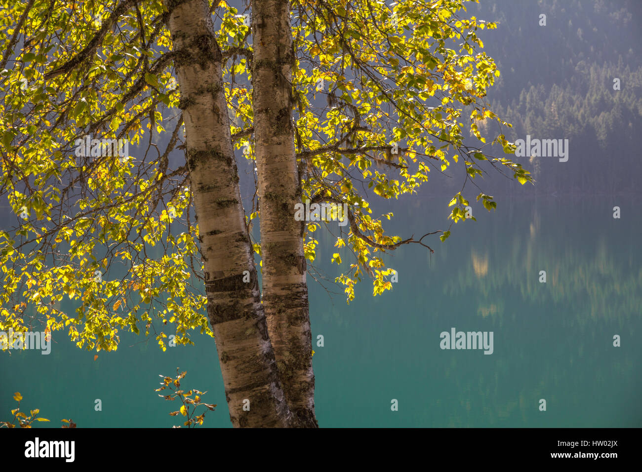 Two trees growing together hires stock photography and images Alamy