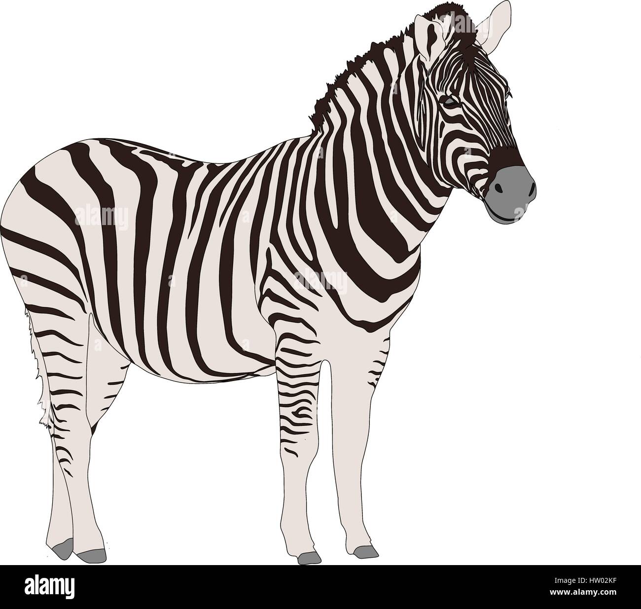 Zebra namibia Stock Vector Images - Alamy