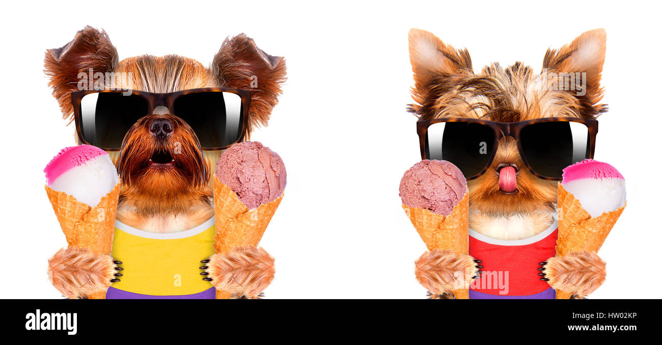 Funny dogs holding ice cream Stock Photo Alamy