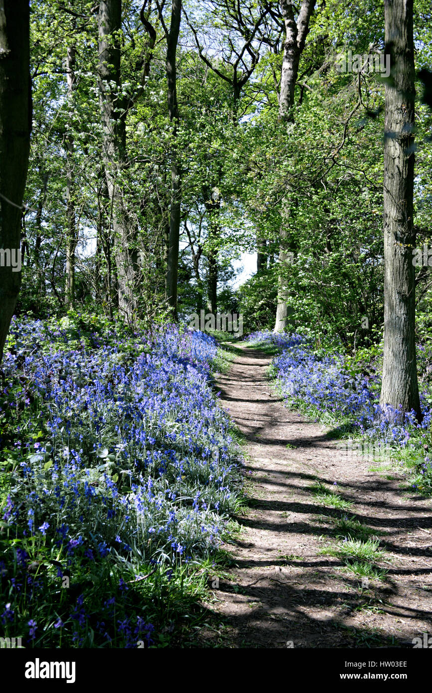 Bluebells. Bluebell Wood. Bromyard.Sunlight and shadows cast onto the pathway.  Hyacinthoides non-scripta . Feel good- Zen- full frame. Herefordshire. Stock Photo