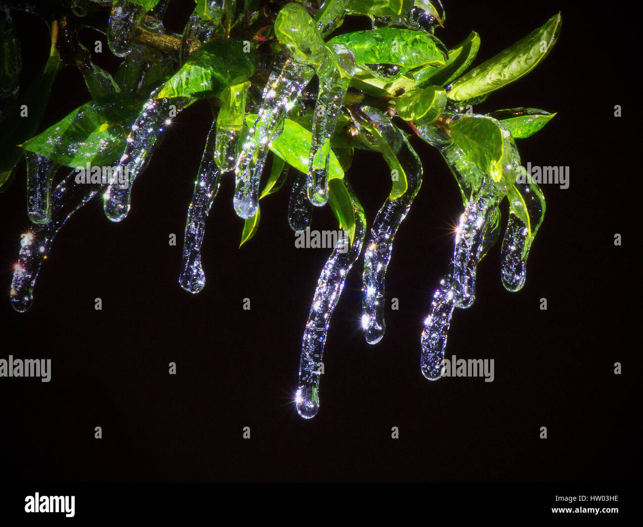 Sparkling icicles hang from holly branch at night Stock Photo
