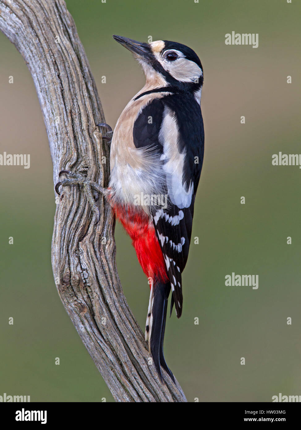 Female great spotted woodpecker hi-res stock photography and images - Alamy