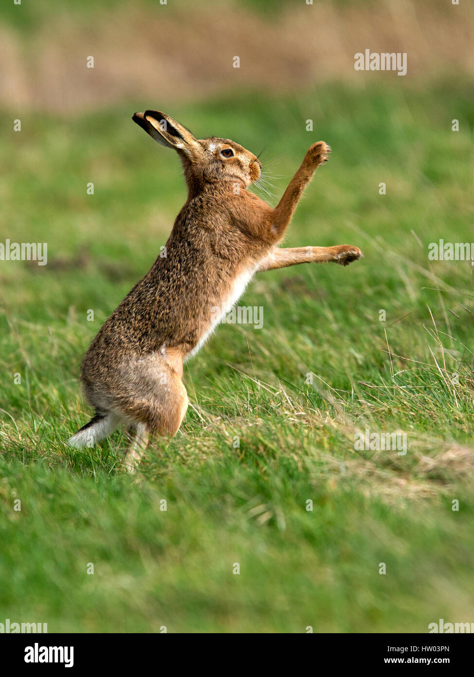 European brown hare ready for boxing Stock Photo