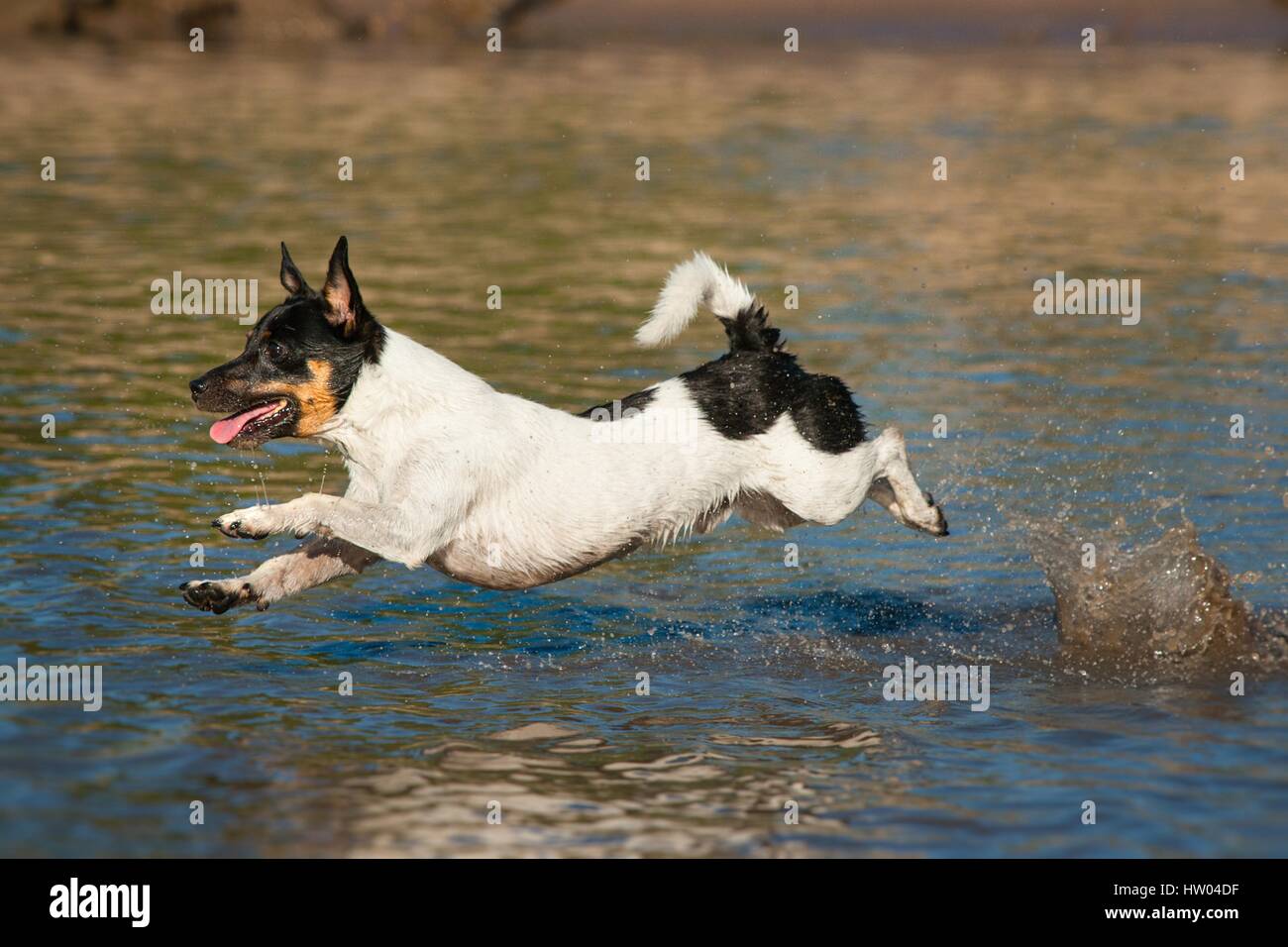 jumping Jack Russell Terrier Stock Photo Alamy