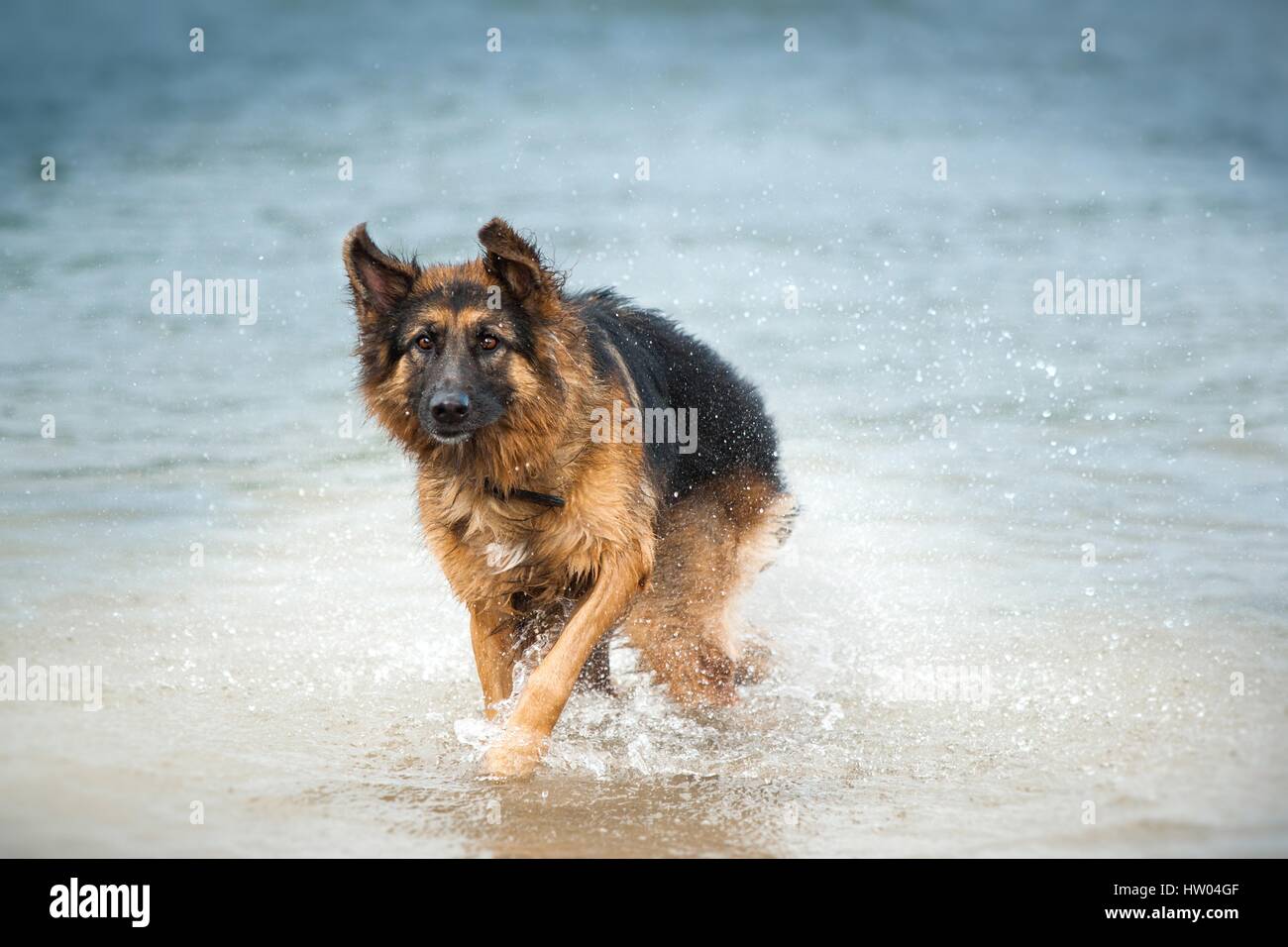 walking German Shepherd Stock Photo Alamy
