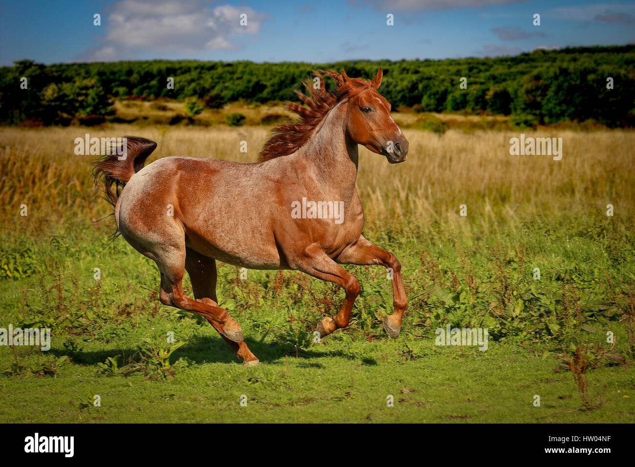 galloping Quarter Horse Stock Photo
