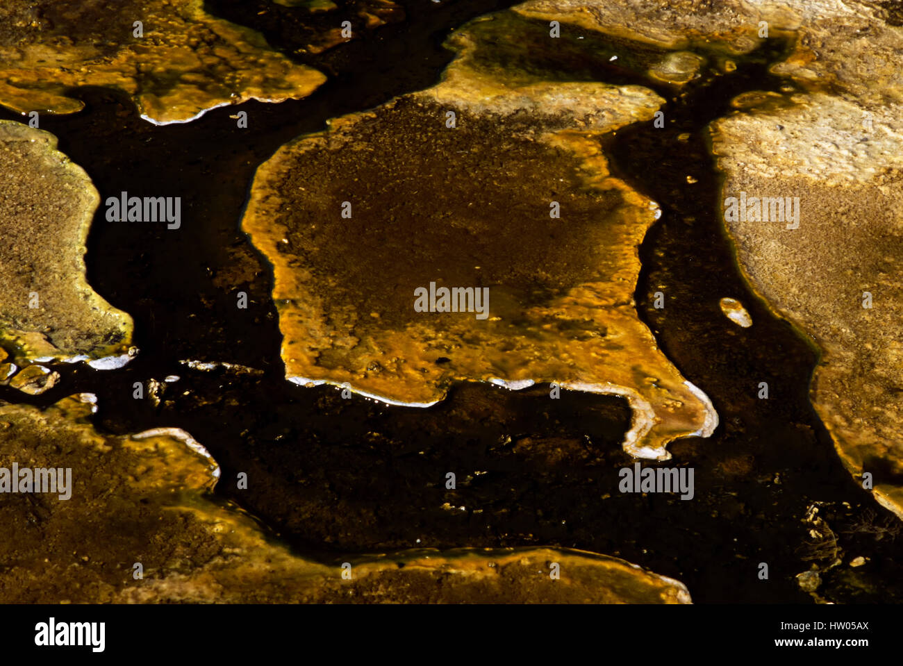 Bacteria mat in Yellowstone National Park, Wyoming, USA. Microbial mats