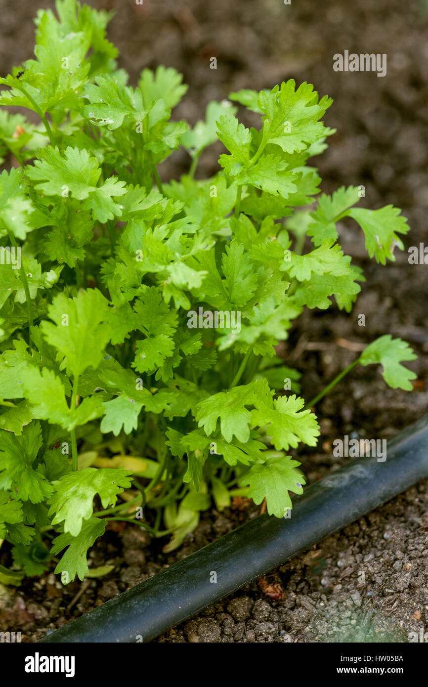 Italian Plain  or garden parsley growing in a raised bed garden with drip irrigation in western Washington, USA.  It has flat and deeply cut leaves.   Stock Photo