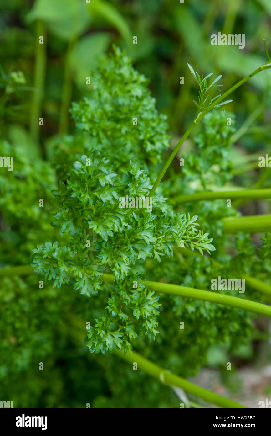 Favorit parsley hires stock photography and images Alamy
