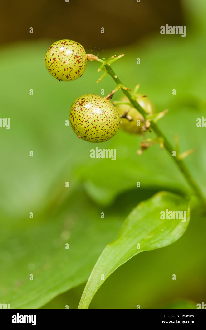 Siberian Miner's-Lettuce (Claytonia sibirica) seed capsule in Issaquah, Washington, USA Stock Photo