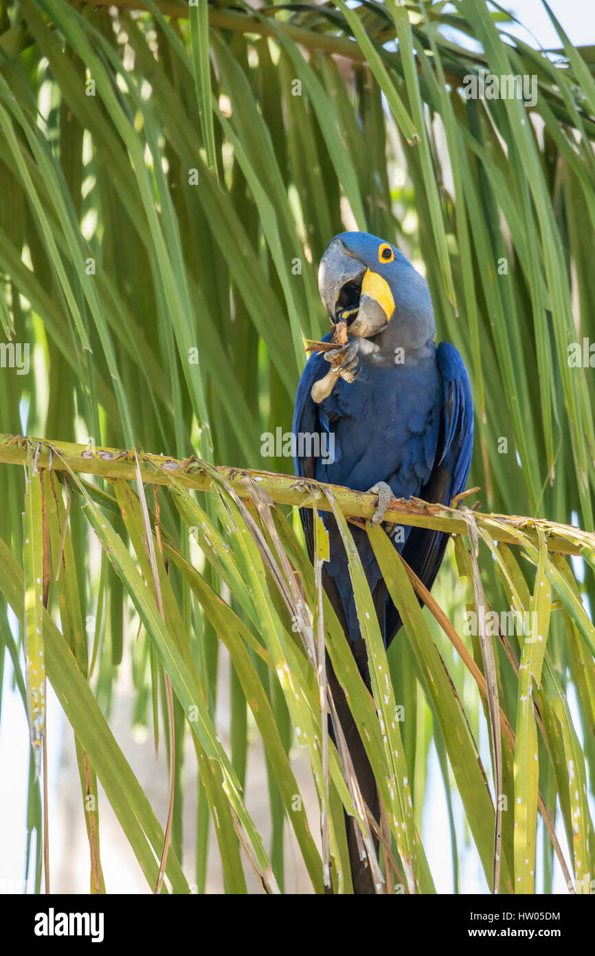 Hyacinth Macaw eating a Babassu palm seed from a Babassu Palm tree in the Pantanal region, Mato Grosso, Brazil, South America Stock Photo