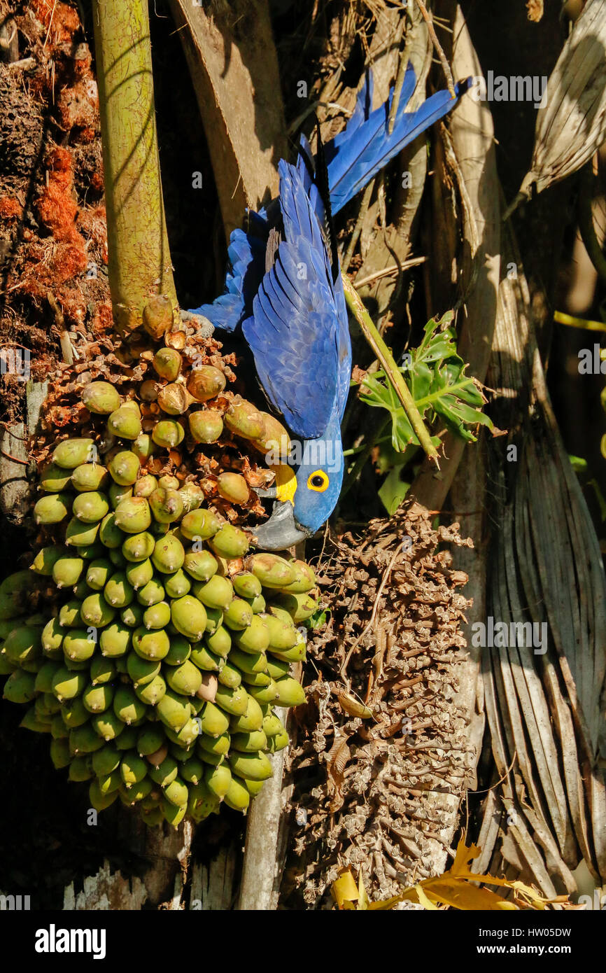 Hyacinth Macaw eating a palm seed from a Babassu Palm tree in the Pantanal region, Mato Grosso, Brazil, South America Stock Photo