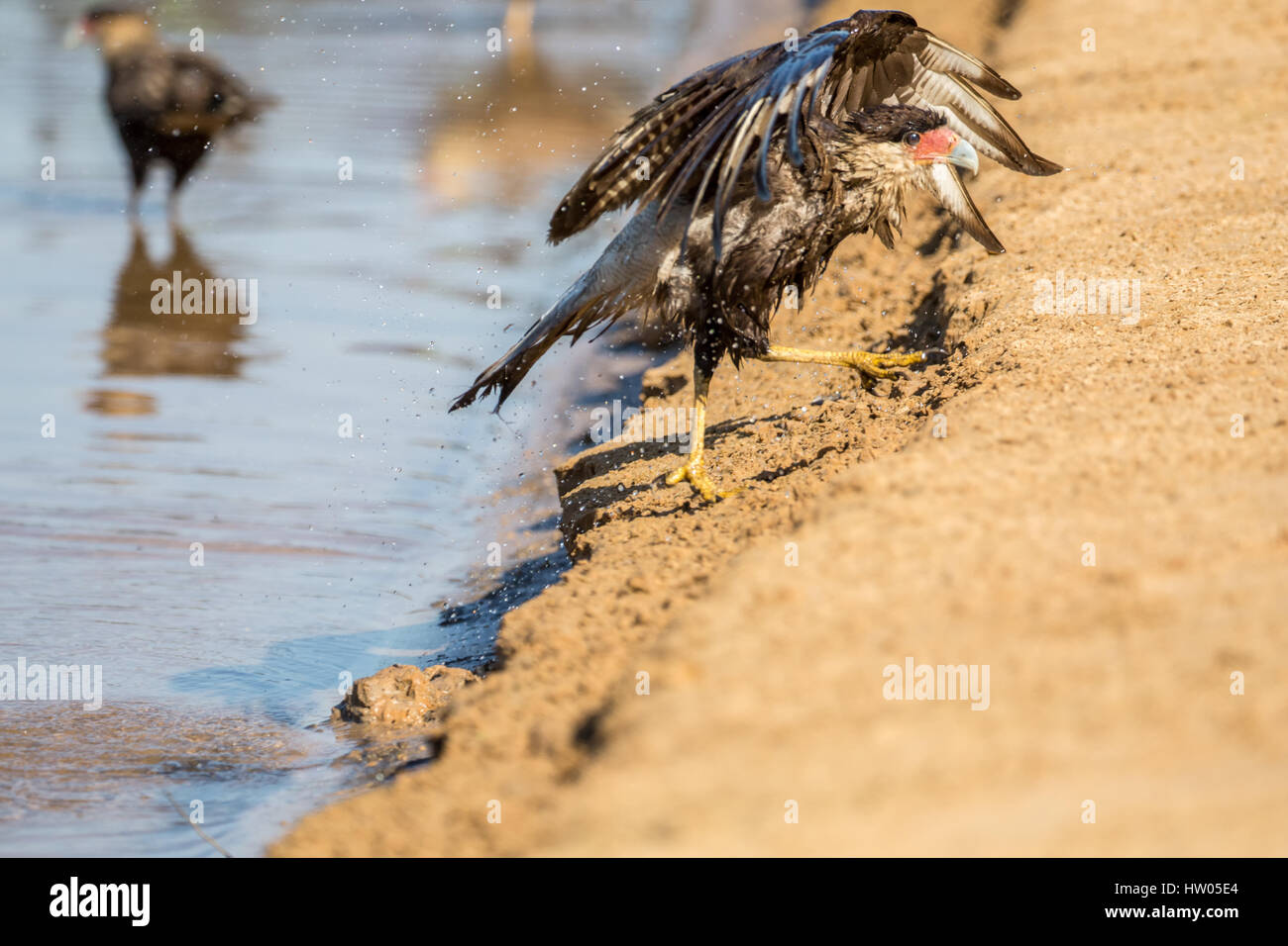 Southern Crested Caracara shaking water off its feathers after taking a bath in the Cuiaba River, looking very grumpy, in the Pantanal region, Mato Gr Stock Photo