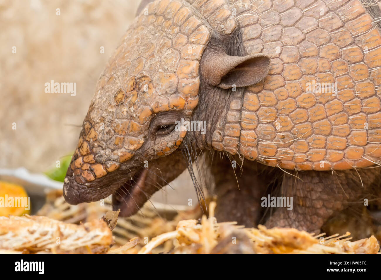 Seven-banded armadillo eating table scraps set out for it in the Pantanal region, Mato Grosso, Brazil, South America Stock Photo