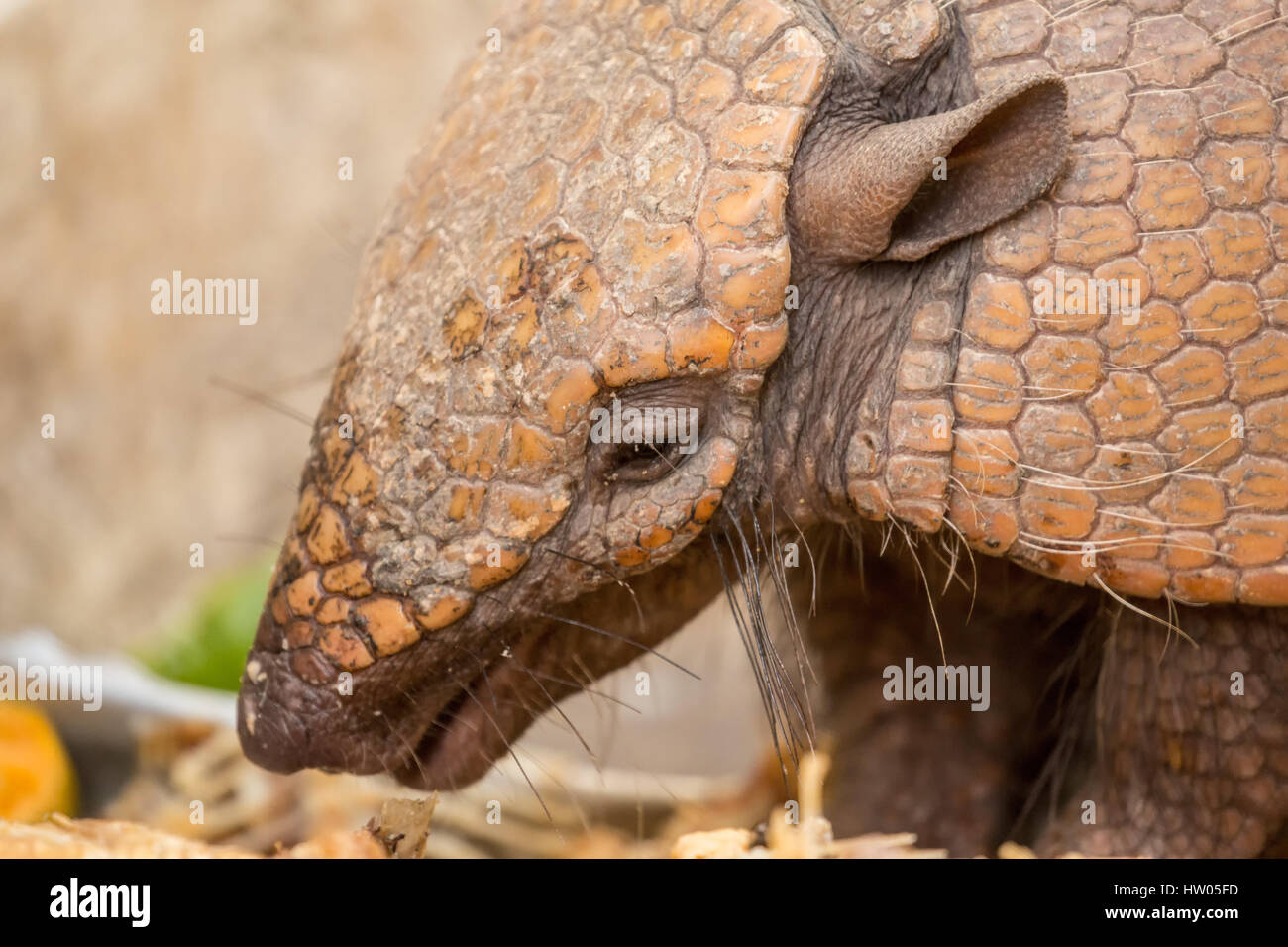 Seven-banded armadillo eating table scraps set out for it in the Pantanal region, Mato Grosso, Brazil, South America Stock Photo