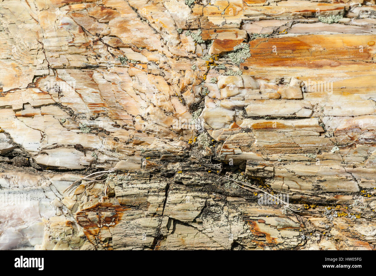 Petrified Wood of logs turned to stone in Ginkgo Petrified Forest State Park near Vantage, Washington, USA Stock Photo