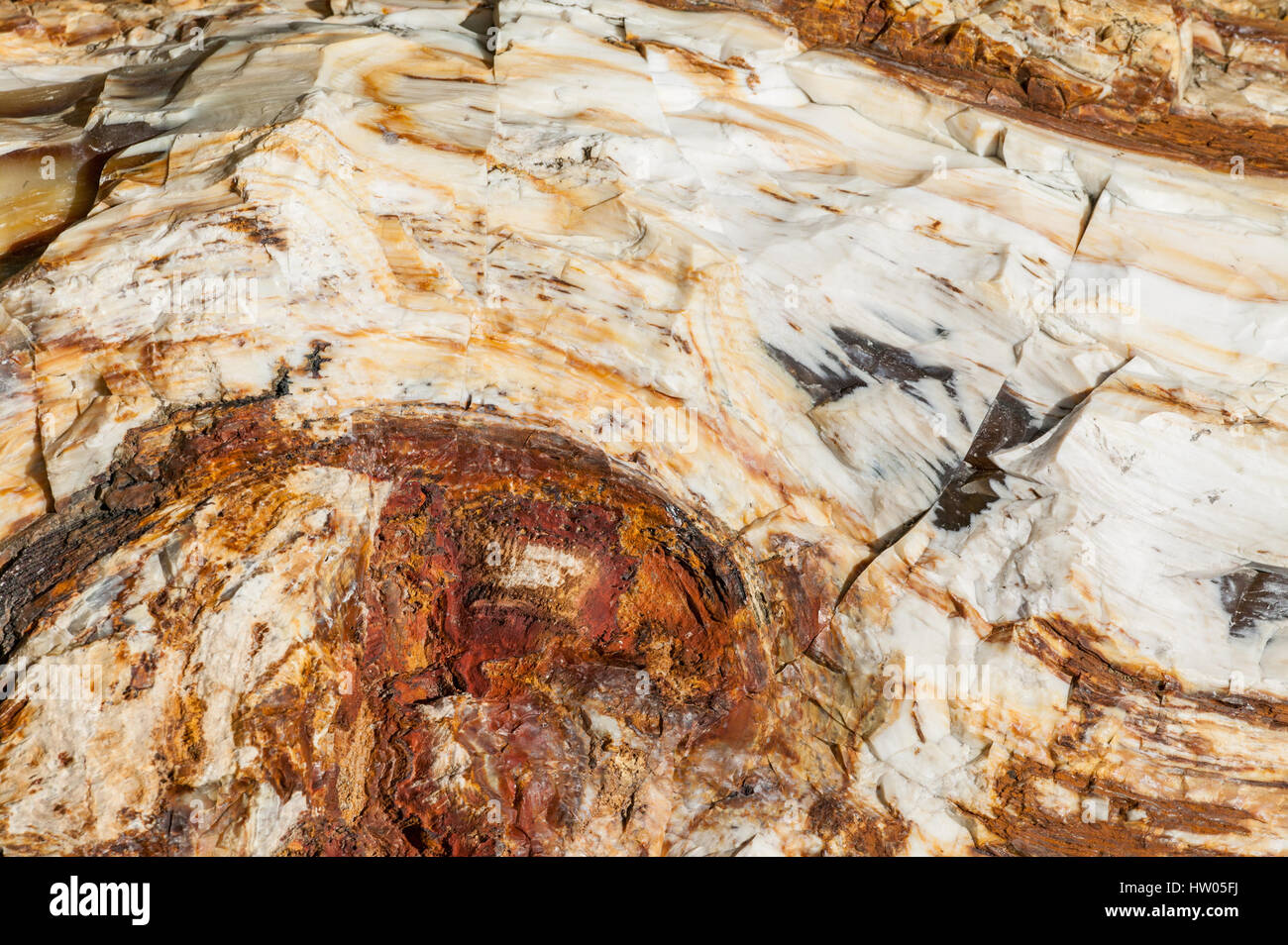 Petrified Wood of logs turned to stone in Ginkgo Petrified Forest State Park near Vantage, Washington, USA Stock Photo