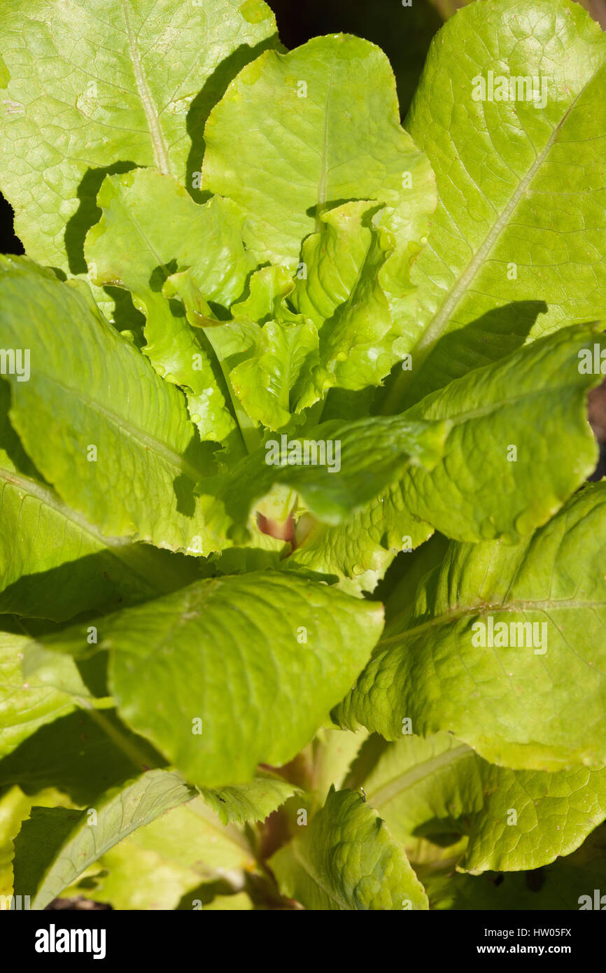 Bib lettuce plants growing in a garden in western Washington, USA Stock