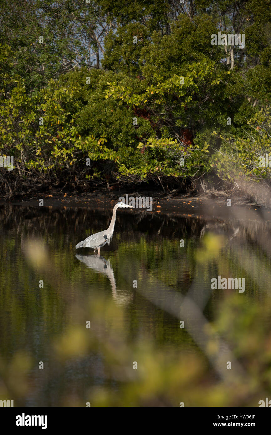 Great blue heron at Black Point Wildlife Drive, Merritt Island National
