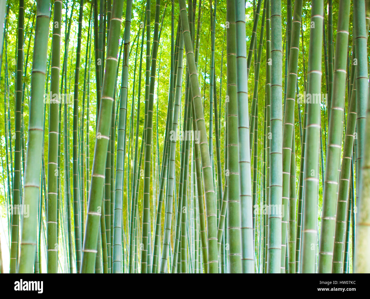 Bamboo Groves, bamboo forest in Arashiyama, Kyoto Japan. Stock Photo