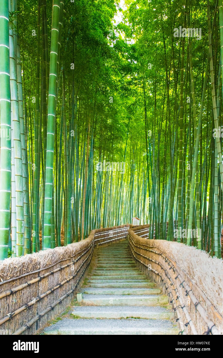 Bamboo Groves, bamboo forest in Arashiyama, Kyoto Japan Stock Photo Alamy