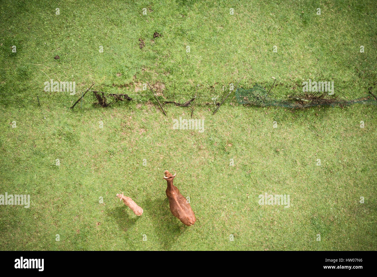 Aerial view of Cows grazing on a green field in Italy Stock Photo - Alamy