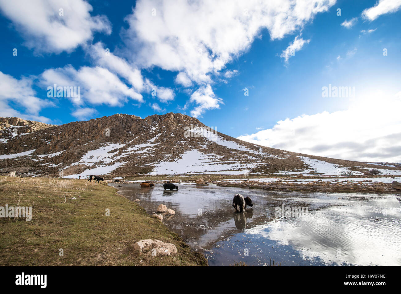 Cows grazing on a green field on the Atlas mountains in Morocco Stock Photo