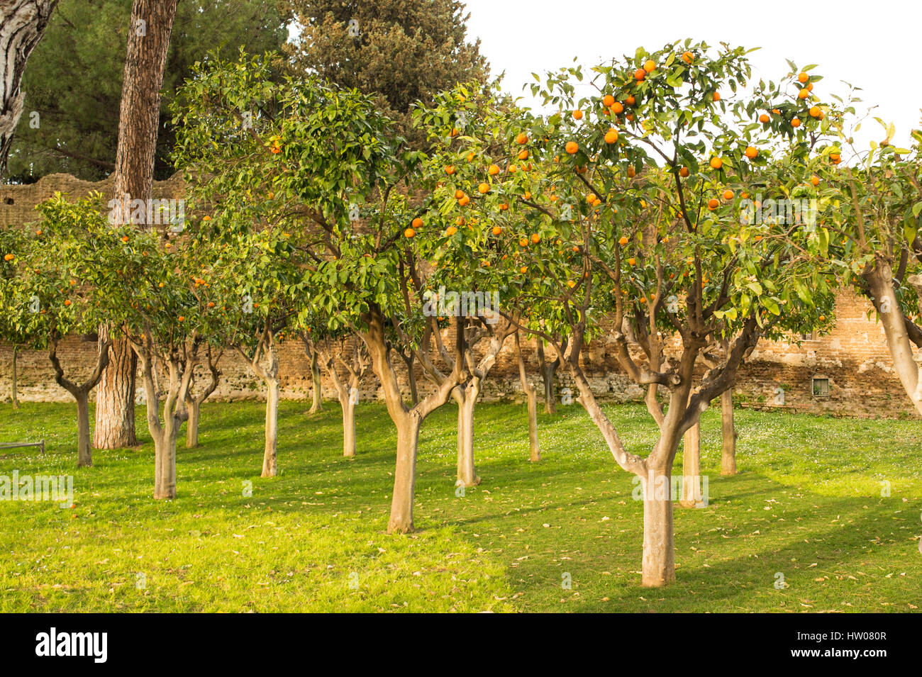 Orange tree in Rome at sunset Italy Stock Photo Alamy