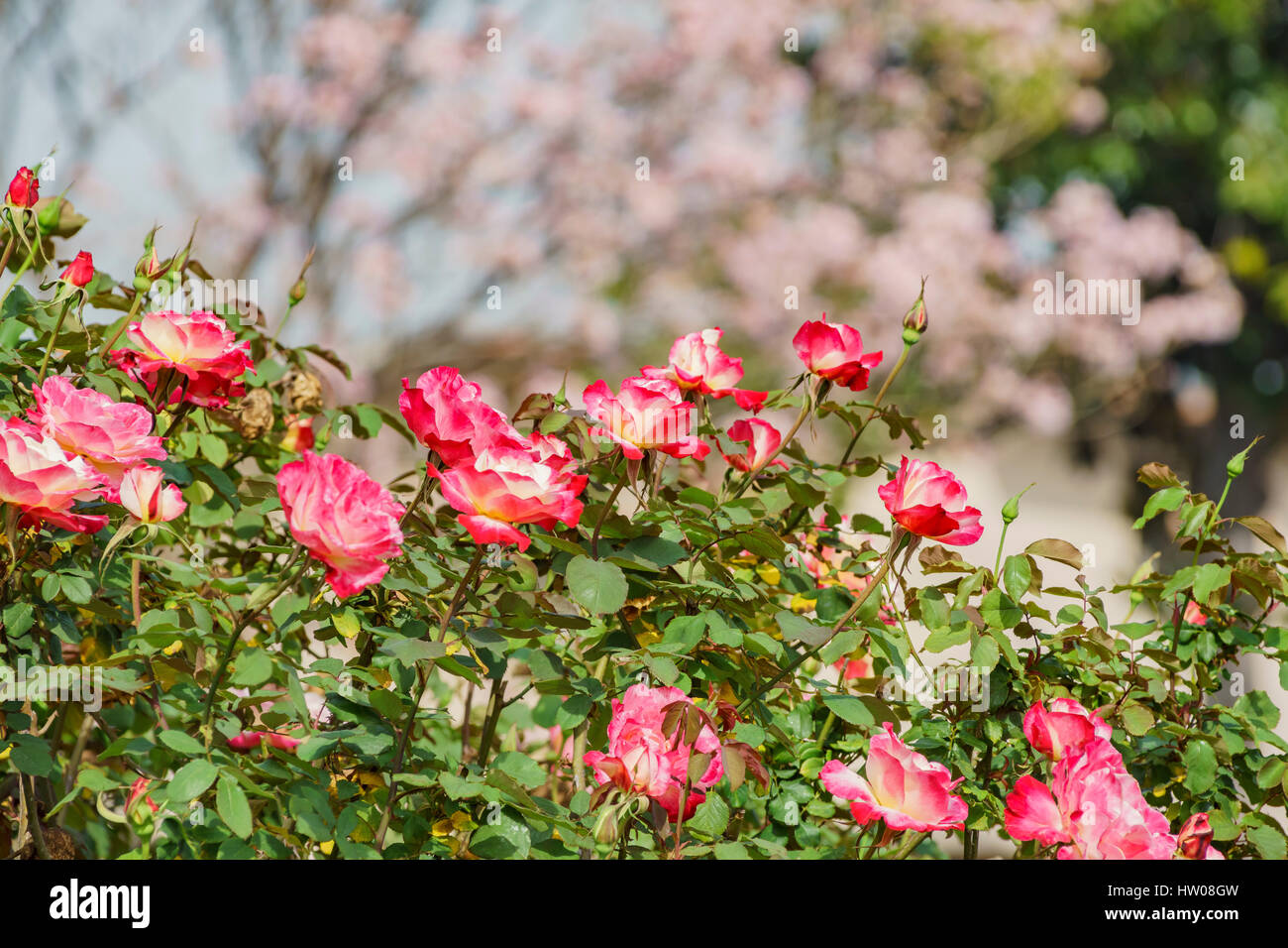 Beautiful rose blossom at Temple City, Los Angeles, California Stock Photo