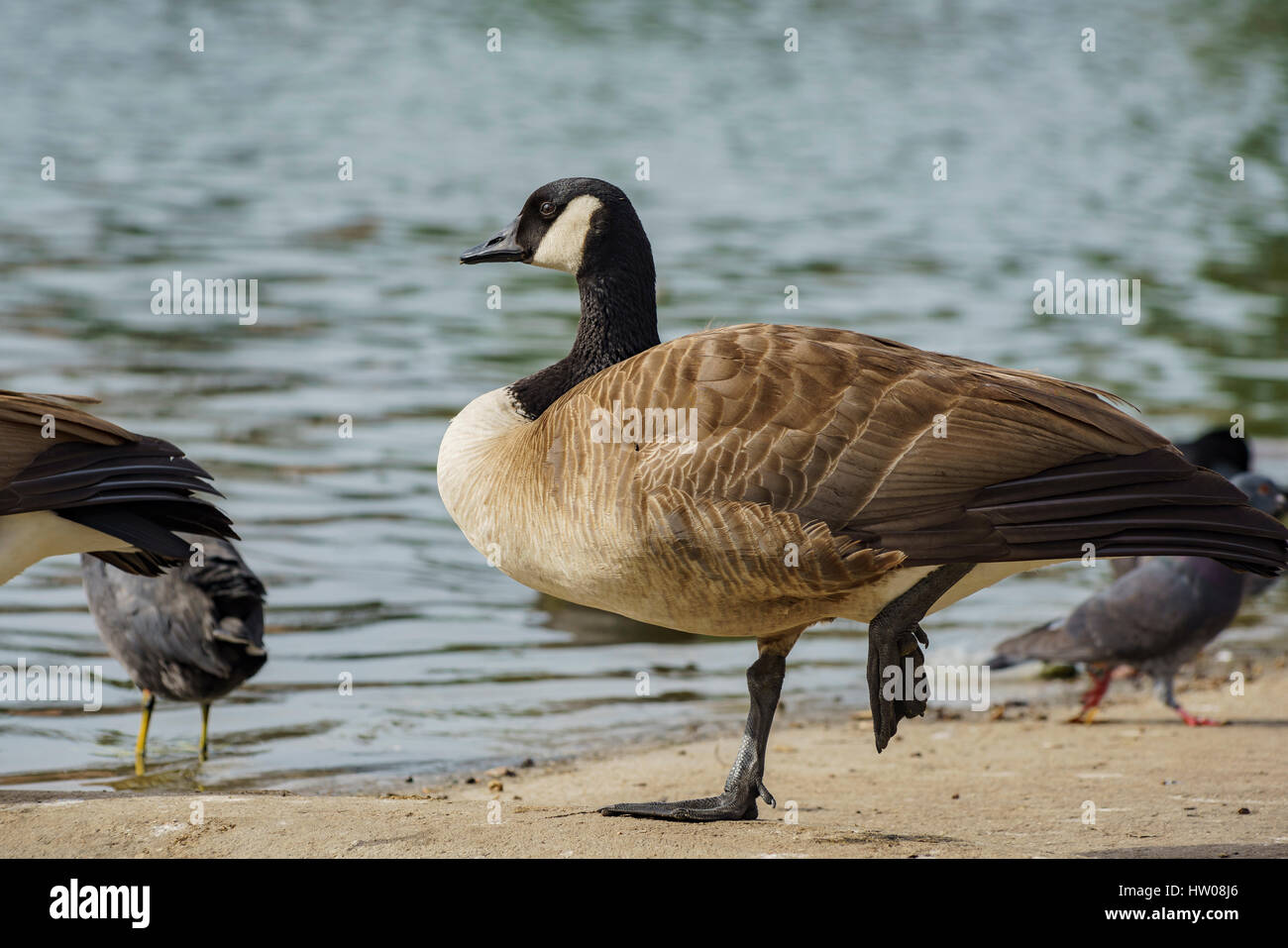 hudsons bay canada goose