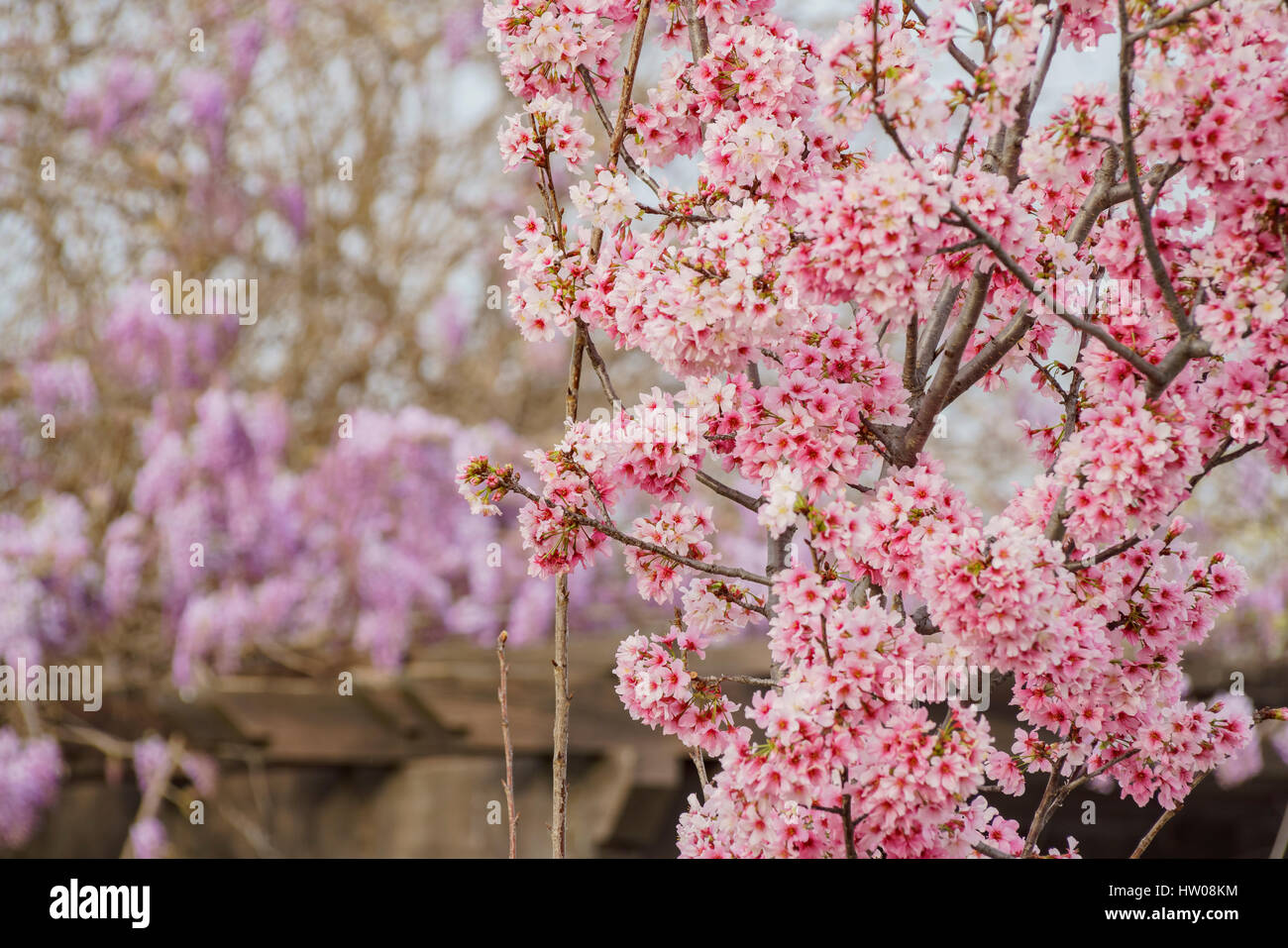 Beautiful cherry blossom at Lake Balboa, Los Angeles, California Stock