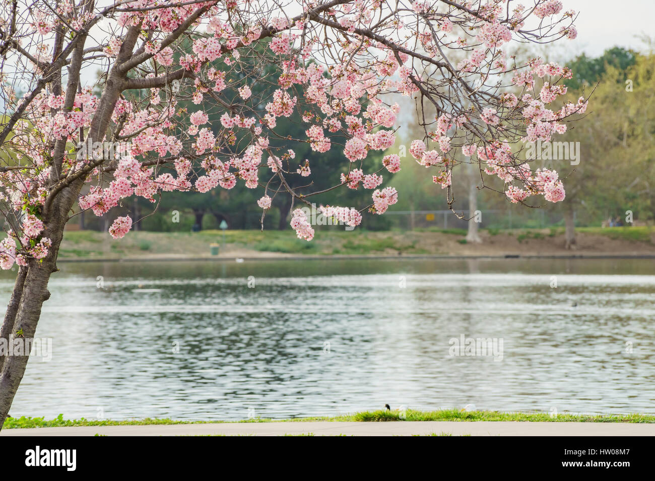 Beautiful cherry blossom at Lake Balboa, Los Angeles, California Stock